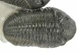 Two Large Pedinopariops Trilobites - Top Quality Specimen #254774-3